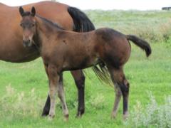 2019 Foal Top Gun Aladdin JW